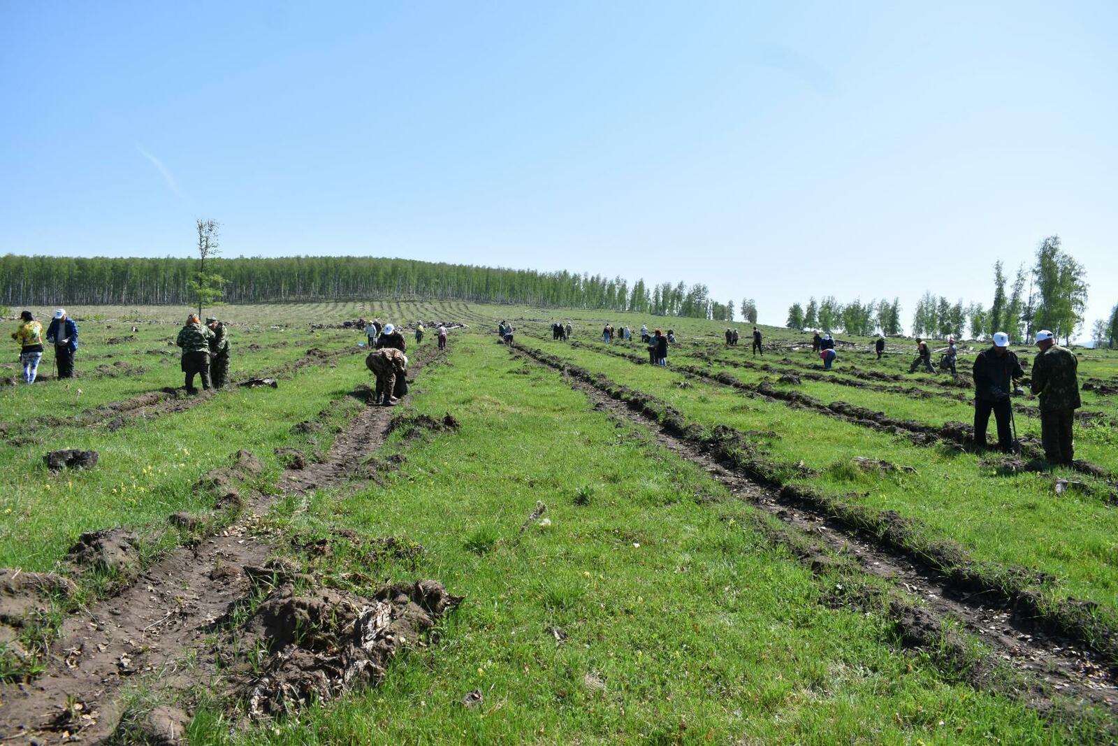 Жителей района приглашают стать участниками всероссийской акции "Сохраним лес"