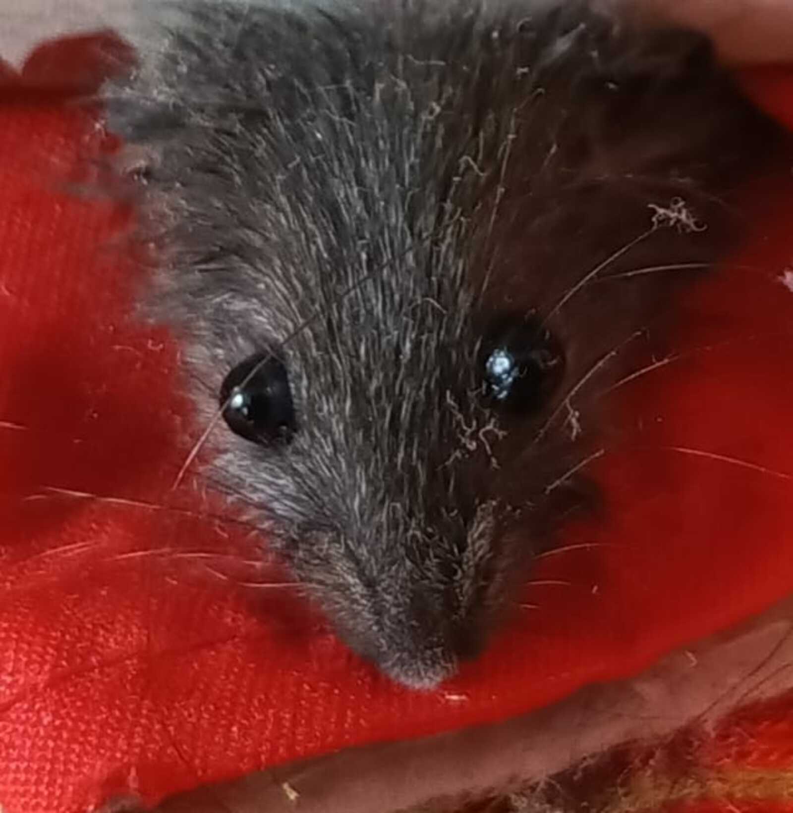 В Дуванском районе сельчане жалуются на наступление мышей