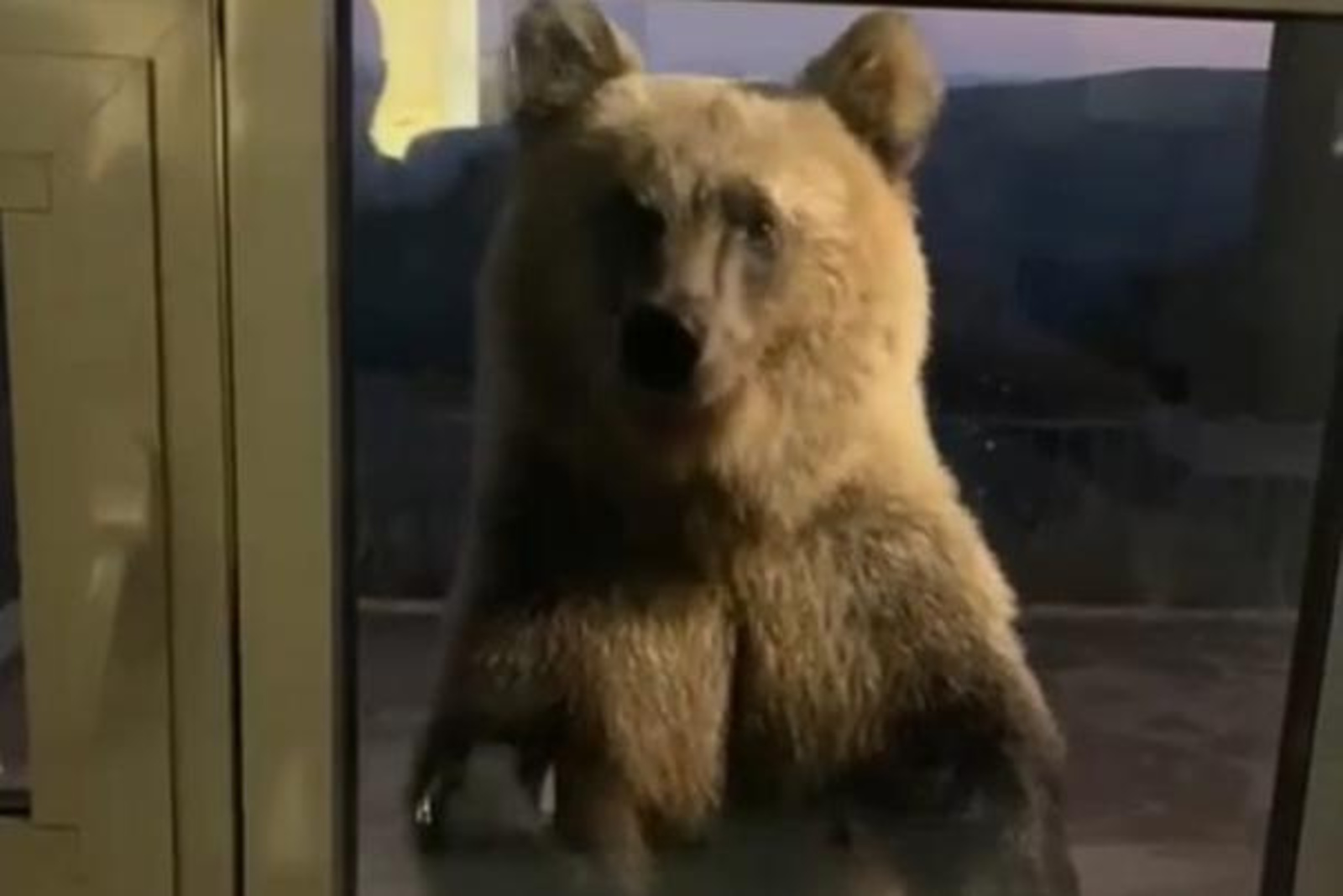 В Башкирии дикий медвежонок заглянул в ресторан горнолыжного комплекса