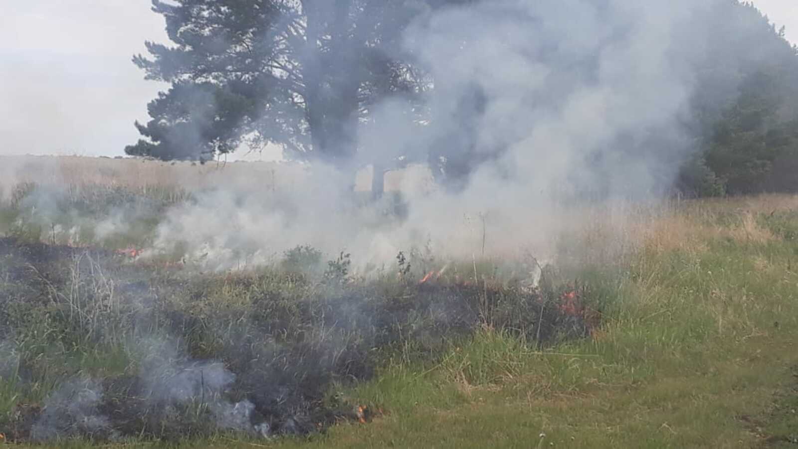 В лесопосадке близ Сальевки произошло возгорание
