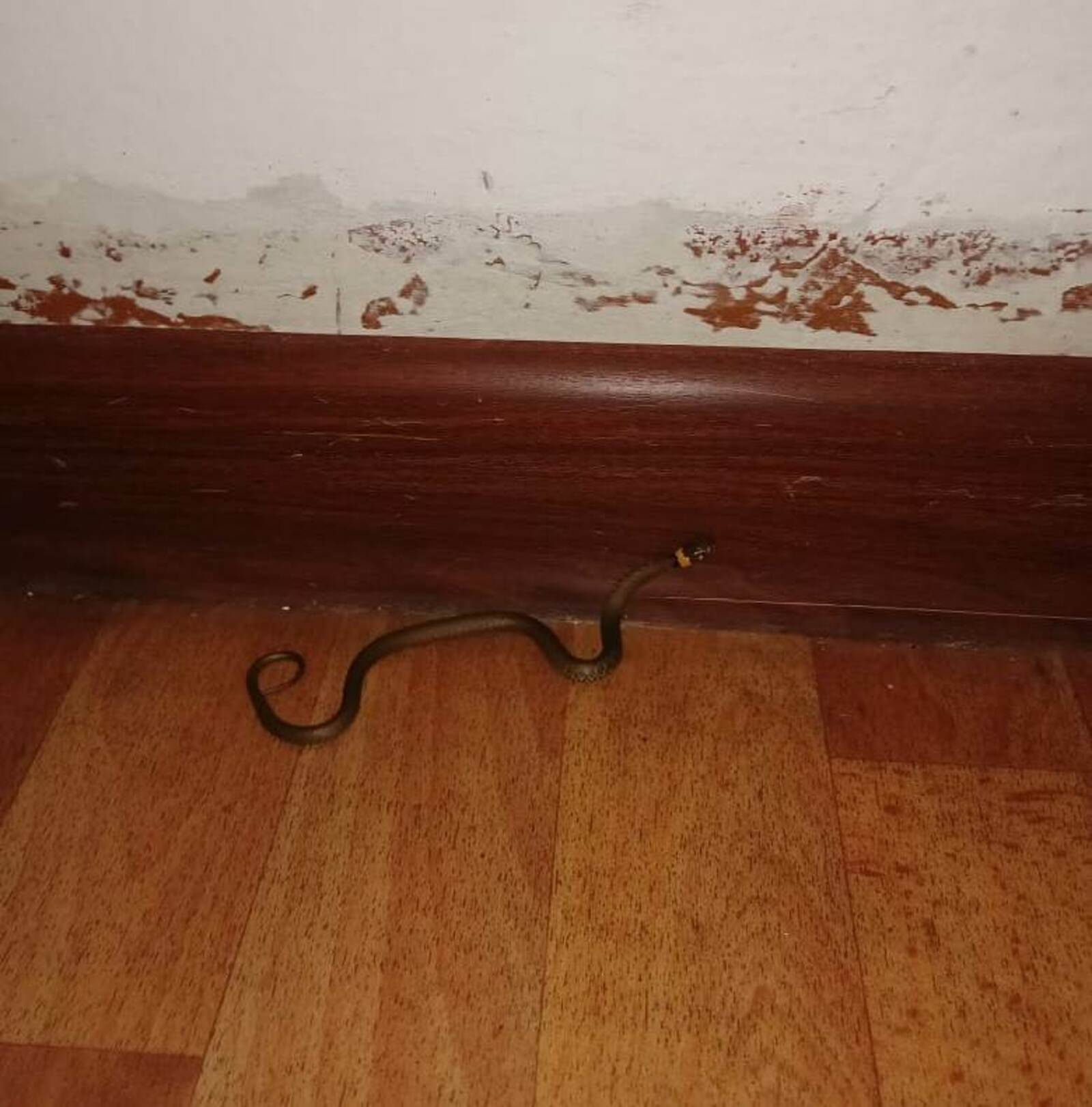 В общежитии Месягутовского педколледжа обнаружена змея