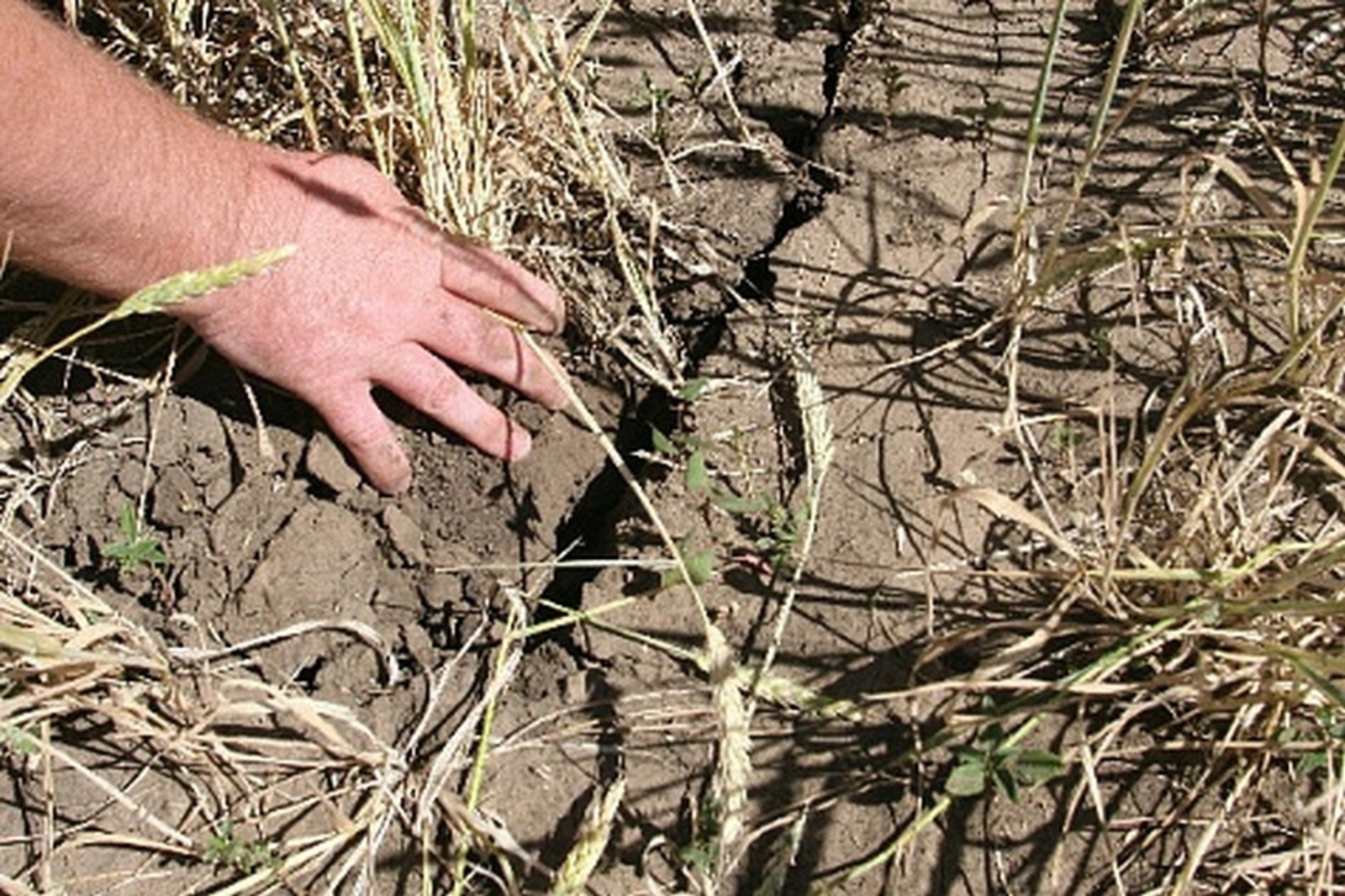 Более 84 млн рублей потеряли аграрии Дуванского района из-за засухи