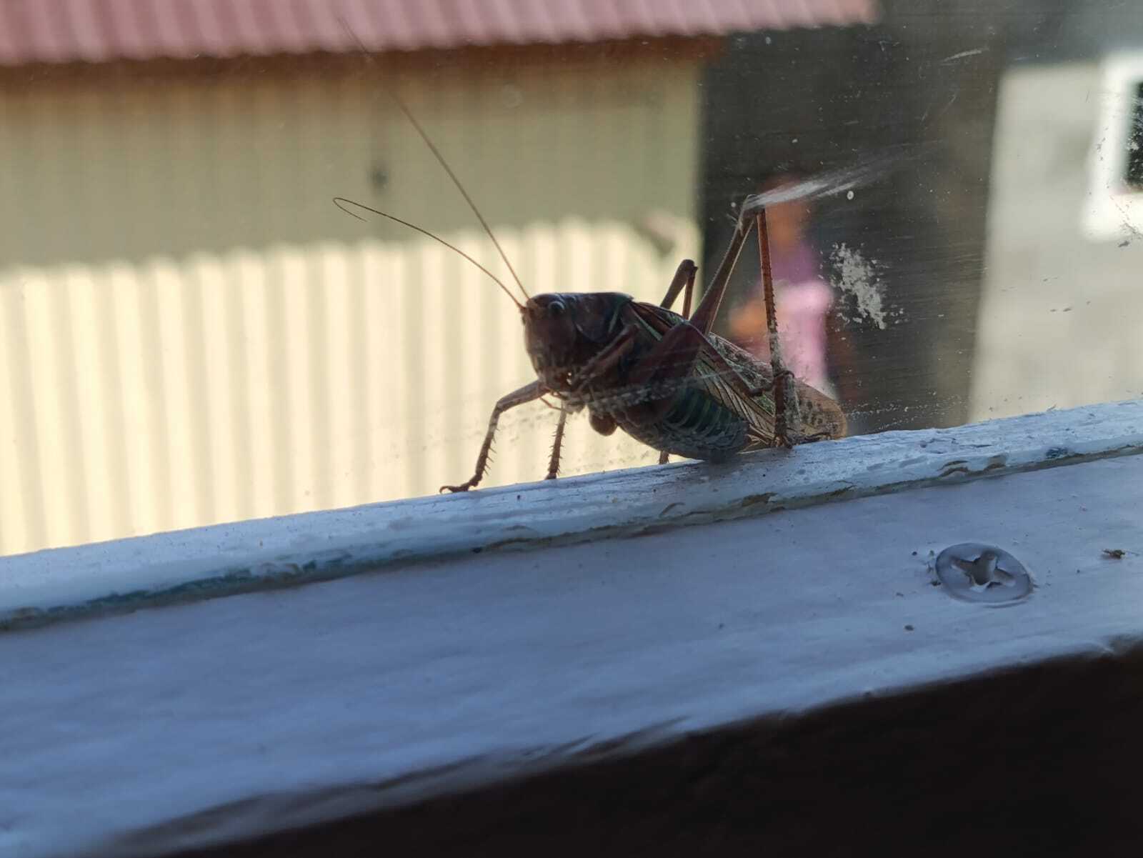 Жительница Дуванского района обнаружила на своем участке крупное насекомое