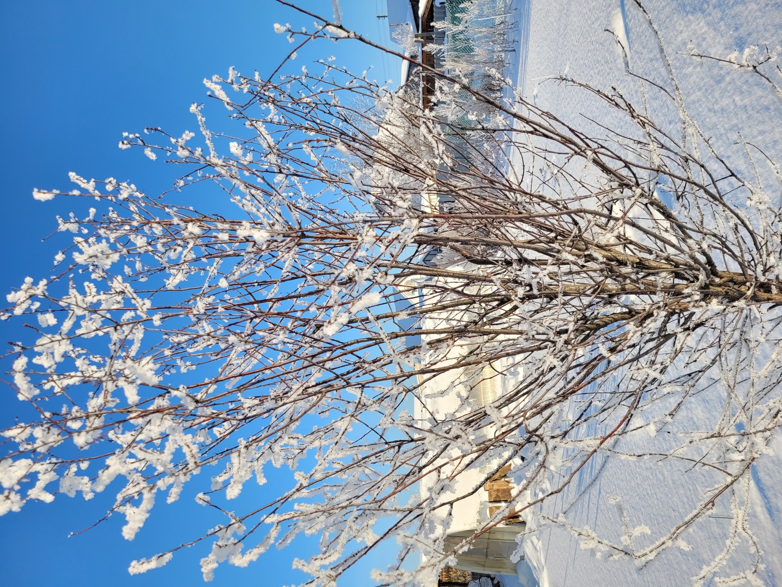 Какие работы проводят в саду в январе?