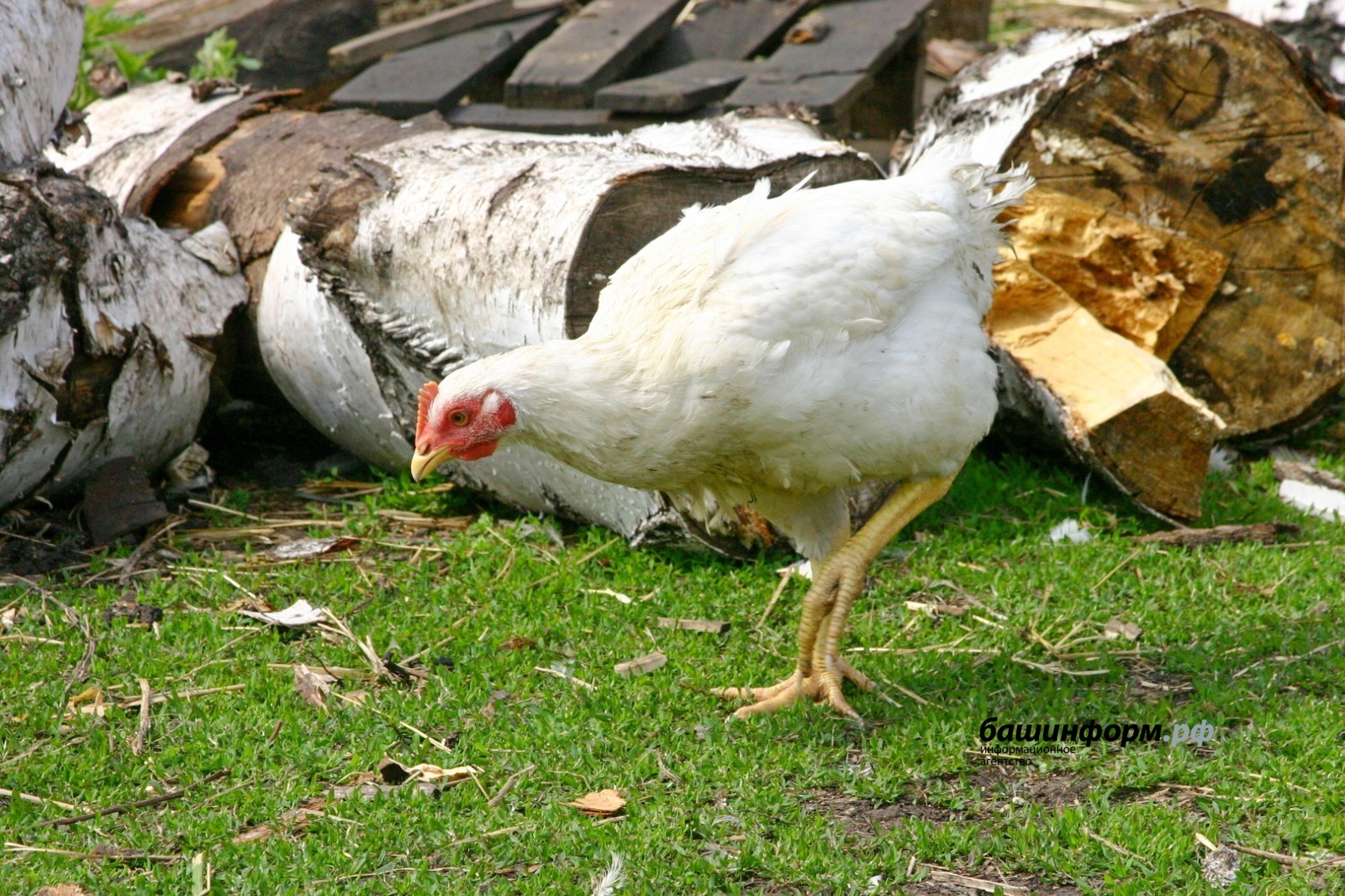 Башкирские куры «полетели» в Узбекистан