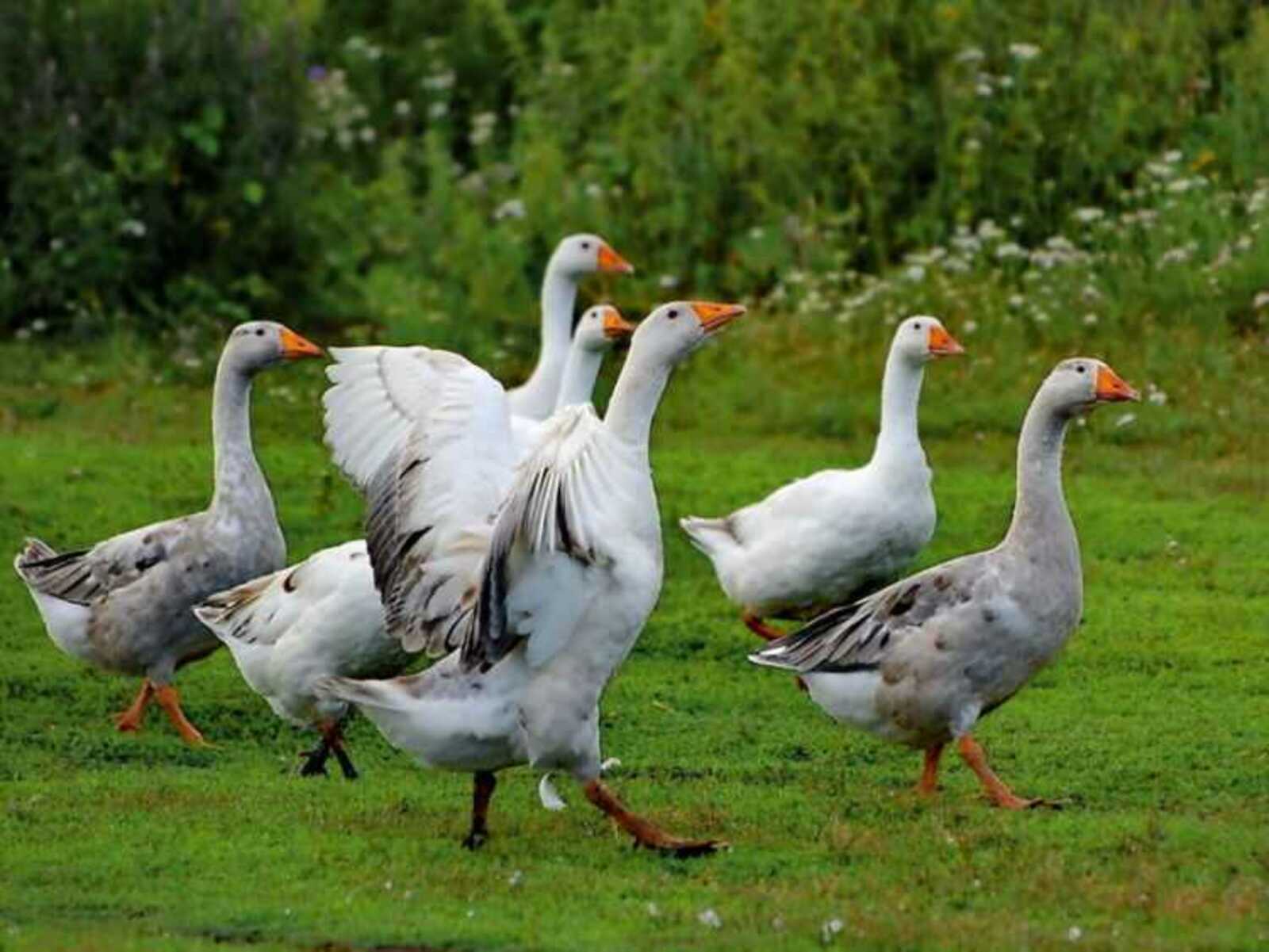 Ветеринары предупреждают об угрозе заноса вируса гриппа птиц в Башкирию