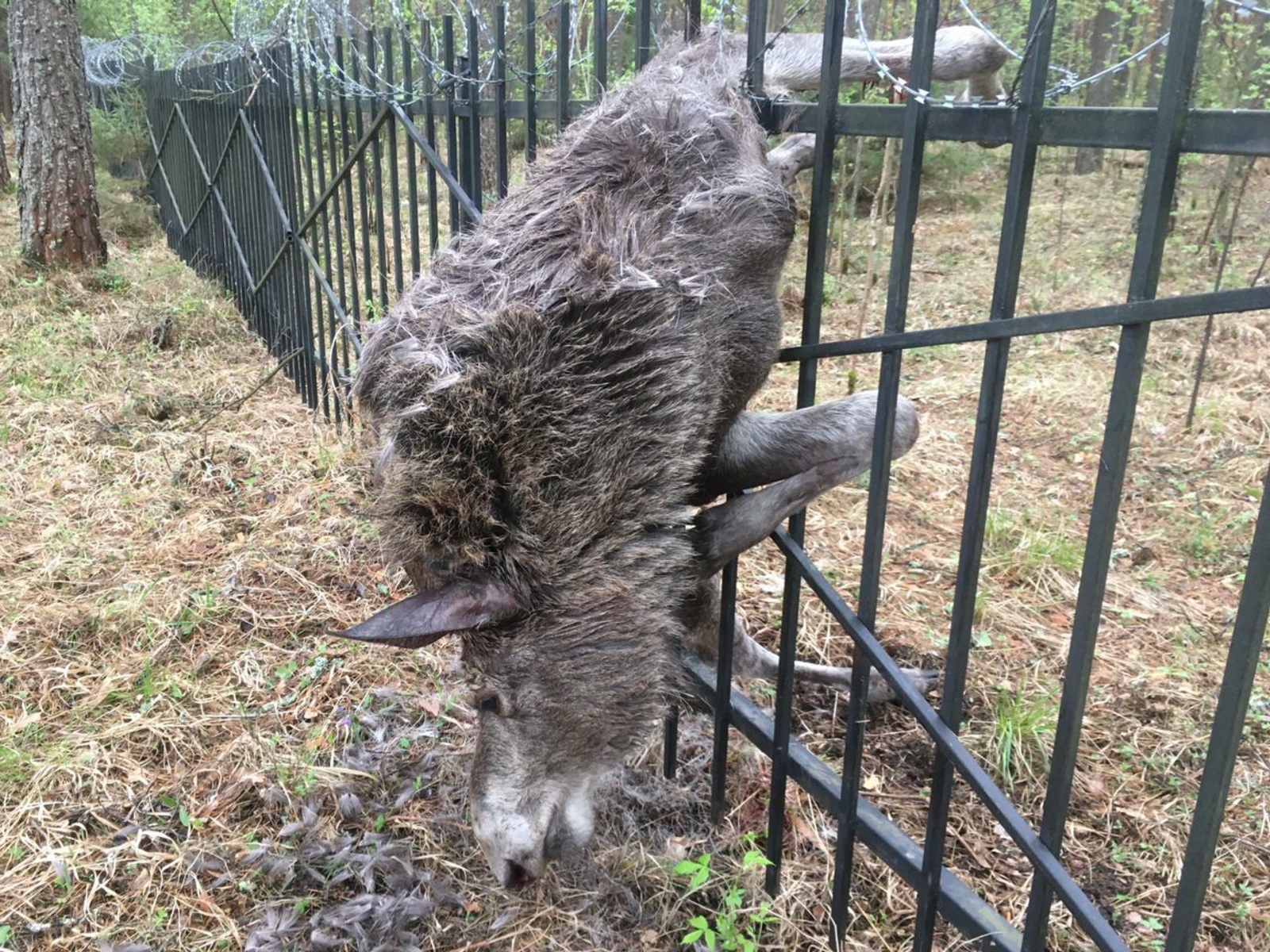 В Мечетлинском районе при трагических обстоятельствах погибло животное