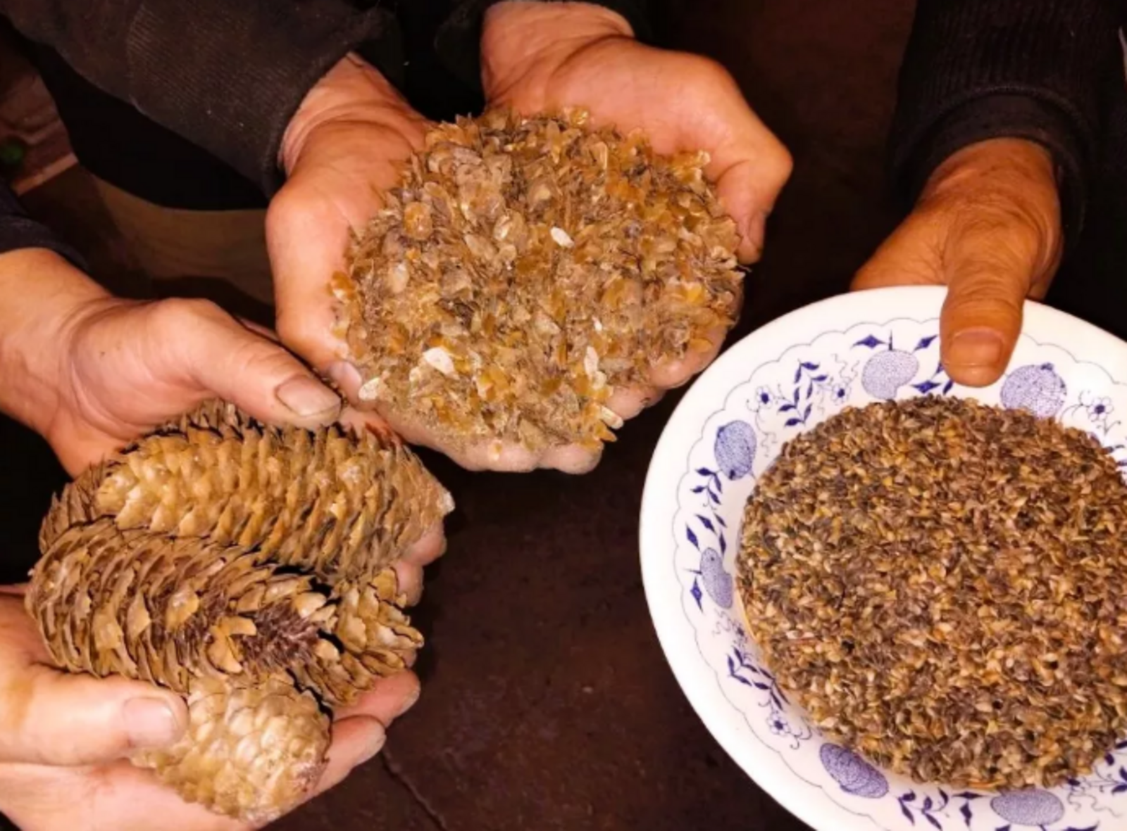 В лесхозе Башкирии вылущили 16 тонн шишек