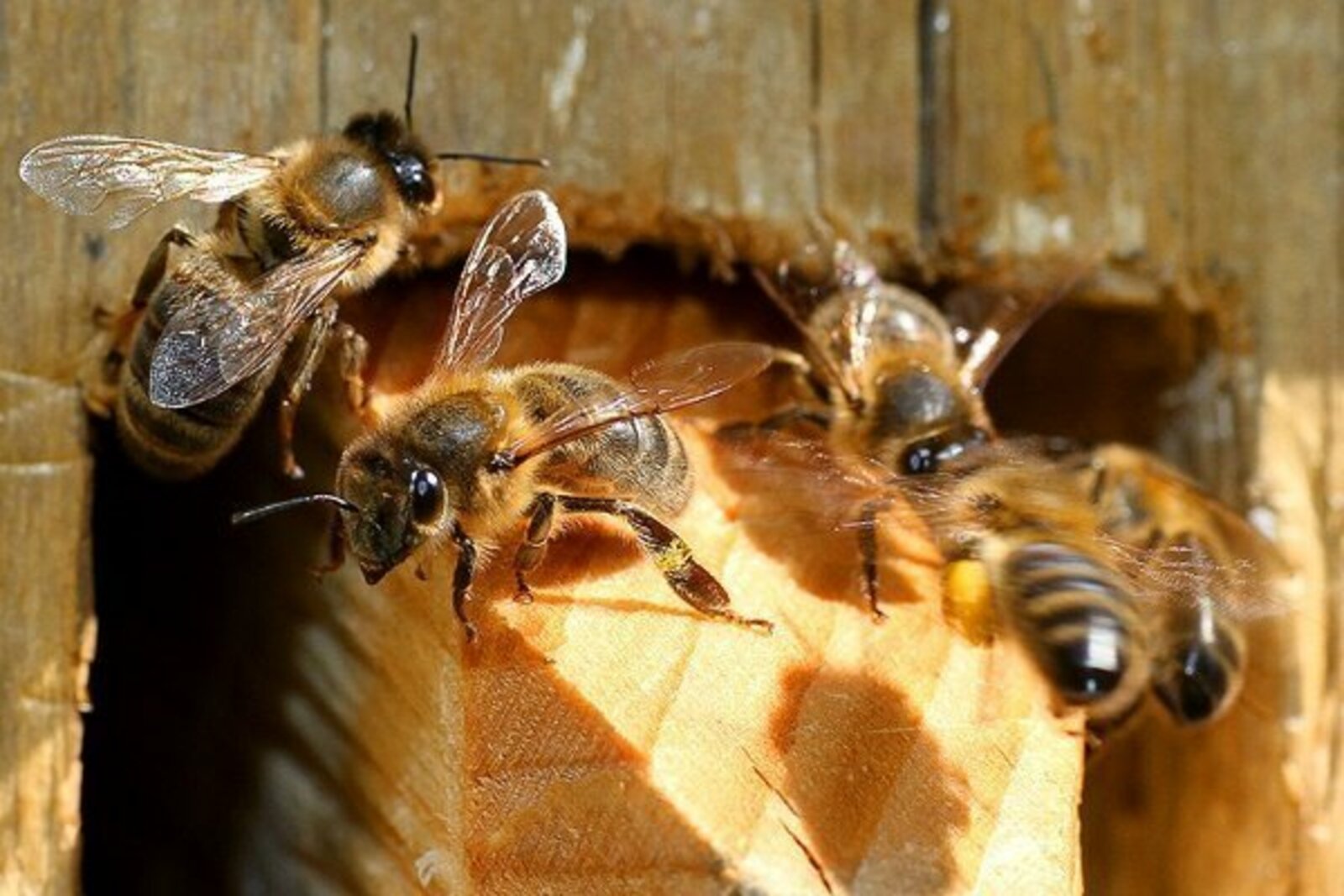 Ишимбайский пчеловод Республики Башкортостан выиграл грант на развитие бизнеса
